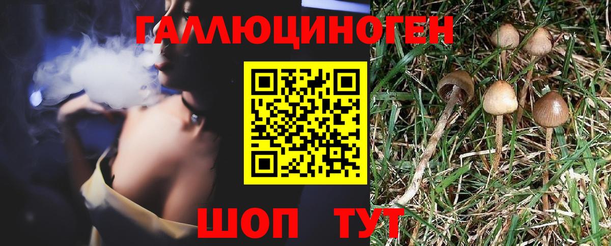 Галлюциногенные грибы Psilocybine cubensis  Вход с VPN  Гусиноозёрск  купить закладку  Псилоцибиновые грибы GOLDEN TEACHER 